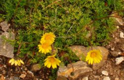 2013-08-18_Regina-F-Rau_Schachen_Blumen  (155).JPG